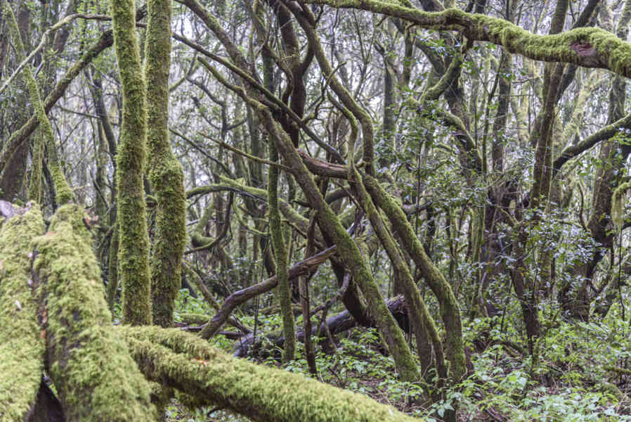 La Gomera 20 - parque nacional de Garajonay .jpg